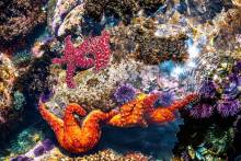 underwater tide pool sea life