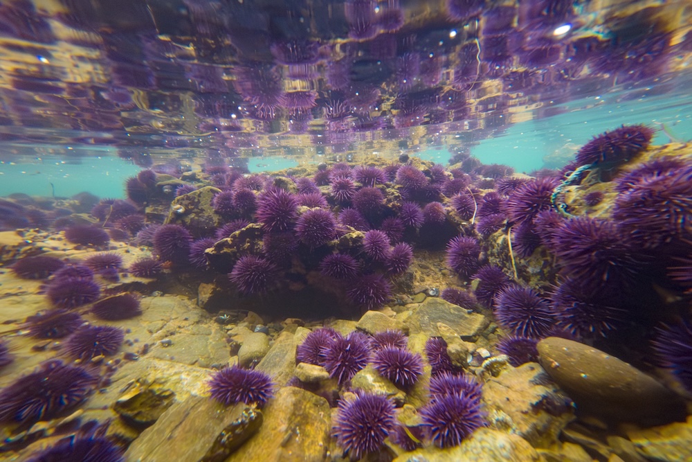 Underwater sea urchins tide pool