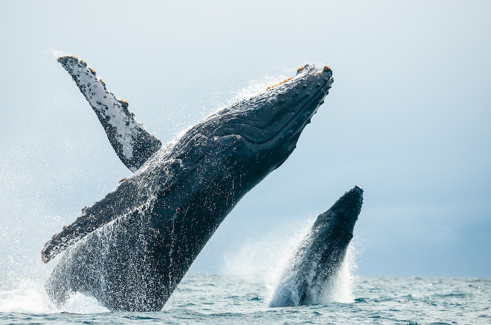 Gray Whales jumping out of water