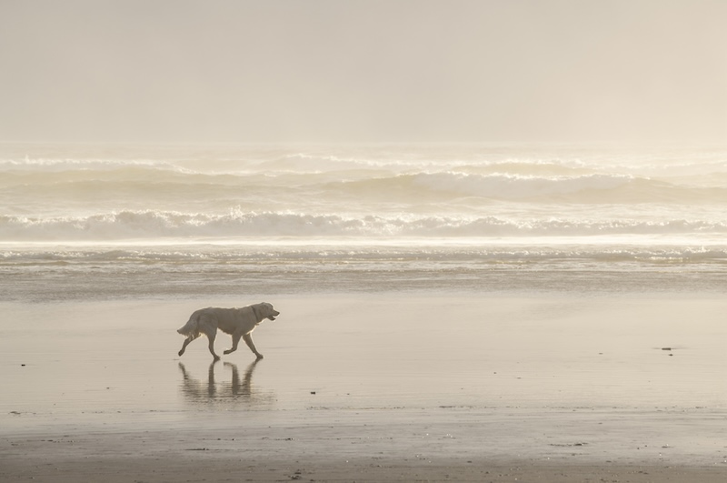 dog oregon coast