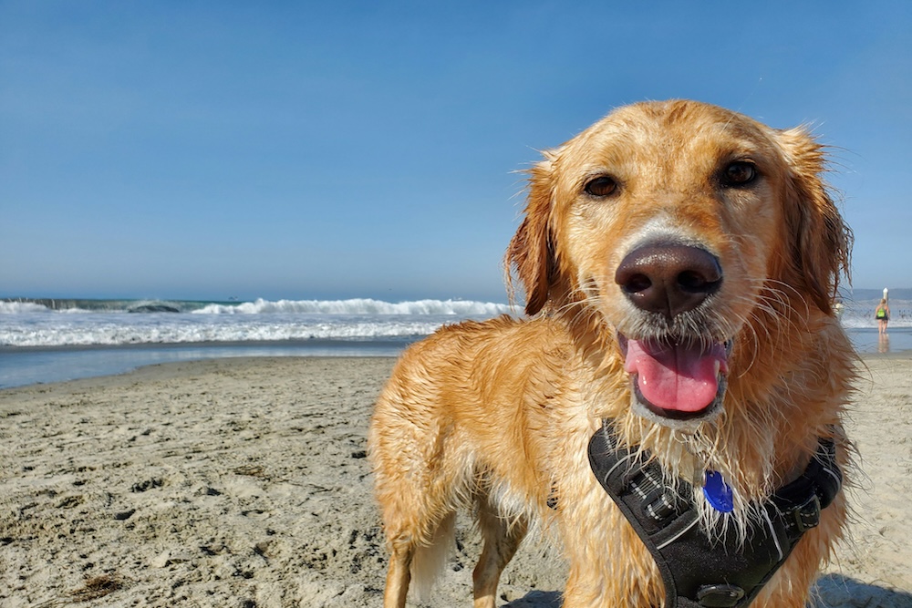 Dog on the beach enjoying the water